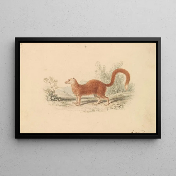 Mangouste jaune - Charles Hamilton Smith — framed artwork on a wall
