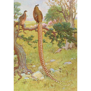 Faisan de Reeves - Charles Robert Knight — artwork view