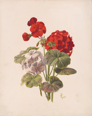Geranium No.5 - Charles Ryan — artwork view