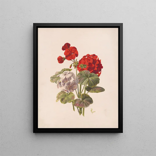 Geranium No.5 - Charles Ryan — framed artwork on a wall
