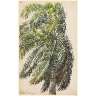 Reproduction of the painting Palma Real - Charles de Wolf Brownell