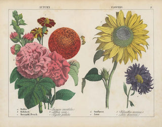 Fleurs d'automne - Charlotte Mary Yonge — artwork view