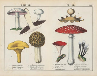 Fungi britanniques - Charlotte Mary Yonge — artwork view