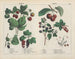 Fruits - Charlotte Mary Yonge — artwork view