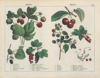 Fruits - Charlotte Mary Yonge — artwork view
