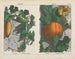Fruit, cucumber and melon - Charlotte Mary Yonge — artwork view