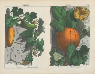 Fruit, cucumber and melon - Charlotte Mary Yonge — artwork view