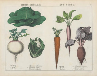 Vegetables and root vegetables of cuisine: cabbage, turnip, broccoli - Charlotte Mary Yonge — artwork view