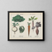 Vegetables and root vegetables of cuisine: cabbage, turnip, broccoli - Charlotte Mary Yonge — framed artwork on a wall