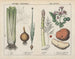 Kitchen Vegetables and Roots: celery, onion, asparagus, potato - Charlotte Mary Yonge — artwork view