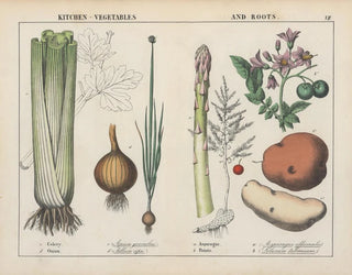 Kitchen Vegetables and Roots: celery, onion, asparagus, potato - Charlotte Mary Yonge — artwork view