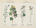 Useful plants in domestic economy: arts, flax, cotton, coriander, bulrush - Charlotte Mary Yonge — artwork view