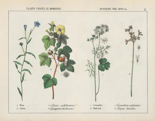 Useful plants in domestic economy: arts, flax, cotton, coriander, bulrush - Charlotte Mary Yonge — artwork view