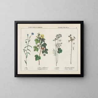 Useful plants in domestic economy: arts, flax, cotton, coriander, bulrush - Charlotte Mary Yonge — framed artwork on a wall