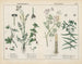 Toxic Plants: Bryony, Water Hemlock, Caper Euphorbia - Charlotte Mary Yonge — artwork view