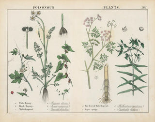 Toxic Plants: Bryony, Water Hemlock, Caper Euphorbia - Charlotte Mary Yonge — artwork view