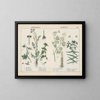 Toxic Plants: Bryony, Water Hemlock, Caper Euphorbia - Charlotte Mary Yonge — framed artwork on a wall