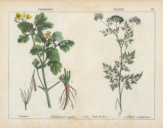 Toxic plants: greater celandine and wild chervil - Charlotte Mary Yonge — artwork view
