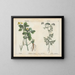 Toxic plants: greater celandine and wild chervil - Charlotte Mary Yonge — framed artwork on a wall