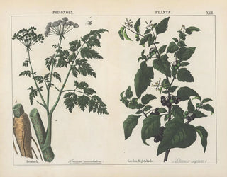 Plants toxiques: ciguë et belladone - Charlotte Mary Yonge — artwork view