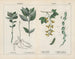 Toxic Plants, Mercury Herb, Yellow Vetch - Charlotte Mary Yonge — artwork view