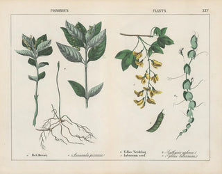 Toxic Plants, Mercury Herb, Yellow Vetch - Charlotte Mary Yonge — artwork view