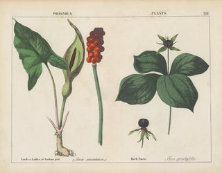 Toxic plants of lords and ladies in Paris - Charlotte Mary Yonge — artwork view