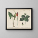 Toxic plants of lords and ladies in Paris - Charlotte Mary Yonge — framed artwork on a wall