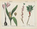 Toxic plants: colchicums and daphne - Charlotte Mary Yonge — artwork view