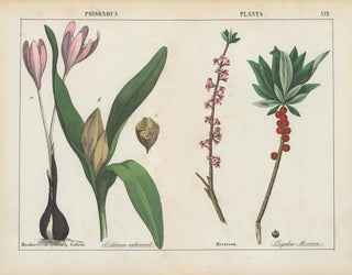 Toxic plants: colchicums and daphne - Charlotte Mary Yonge — artwork view