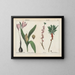 Toxic plants: colchicums and daphne - Charlotte Mary Yonge — framed artwork on a wall