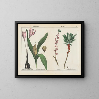 Toxic plants: colchicums and daphne - Charlotte Mary Yonge — framed artwork on a wall