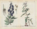 Toxic plants: Aconite and Woody nightshade - Charlotte Mary Yonge — artwork view