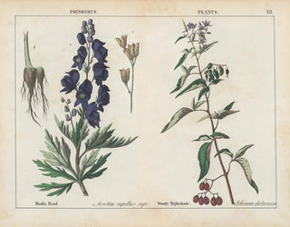 Toxic plants: Aconite and Woody nightshade - Charlotte Mary Yonge — artwork view