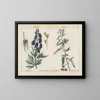 Toxic plants: Aconite and Woody nightshade - Charlotte Mary Yonge — framed artwork on a wall
