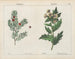 Toxic plants: Ivy and Belladonna - Charlotte Mary Yonge — artwork view