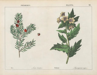 Toxic plants: Ivy and Belladonna - Charlotte Mary Yonge — artwork view