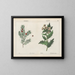 Toxic plants: Ivy and Belladonna - Charlotte Mary Yonge — framed artwork on a wall