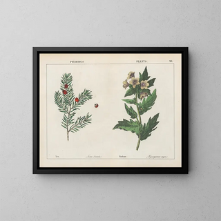 Toxic plants: Ivy and Belladonna - Charlotte Mary Yonge — framed artwork on a wall