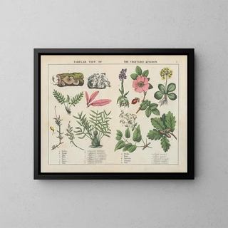 Vue tabulaire du règne végétal - Charlotte Mary Yonge — framed artwork on a wall