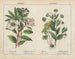 Winter Flowers Painting - Charlotte Mary Yonge — artwork view