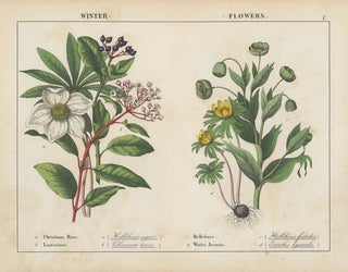Winter Flowers Painting - Charlotte Mary Yonge — artwork view