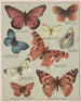 American Butterflies Pl3 - Chase Sanborn — artwork view