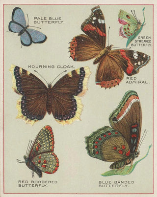 American Butterflies Pl4 - Chase Sanborn — artwork view