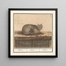 Cat Felis catus - Anselmus Botius de Boodt — framed artwork on a wall