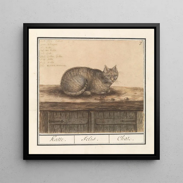 Cat Felis catus - Anselmus Botius de Boodt — framed artwork on a wall
