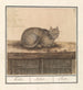Cat Felis catus - Anselmus Botius de Boodt — artwork view
