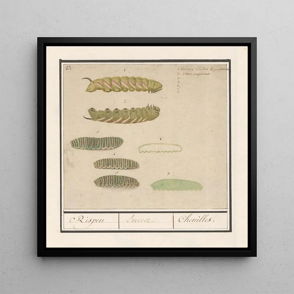 Caterpillars - Anselmus Botius de Boodt — framed artwork on a wall