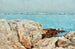 Island of Ducks - Childe Hassam — artwork view