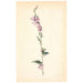 Campanula - Christen Dalsgaard — artwork view